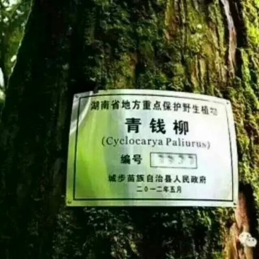 青钱柳茶一级