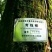 青钱柳茶一级
