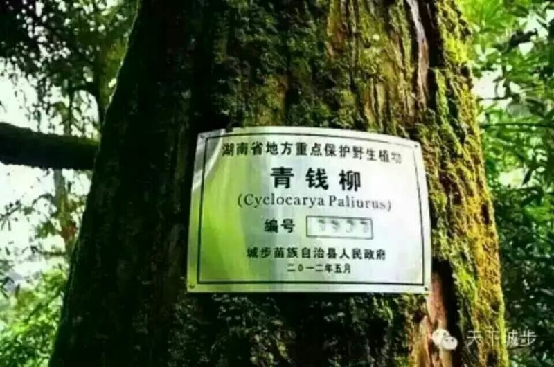 青钱柳茶一级