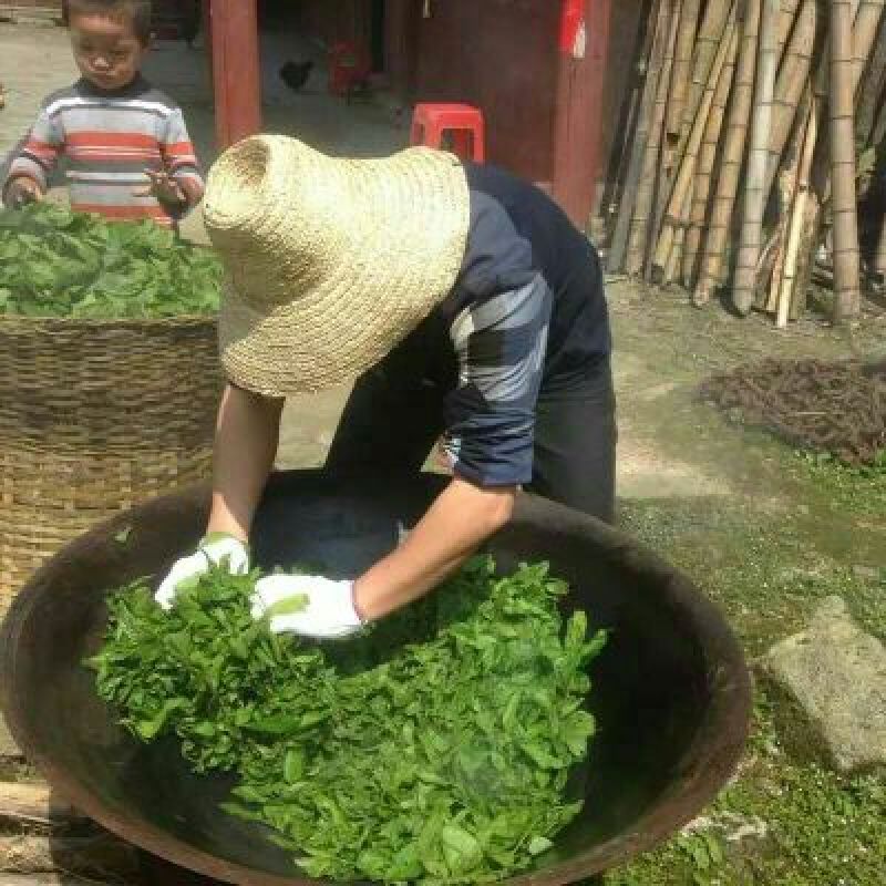 青钱柳茶一级