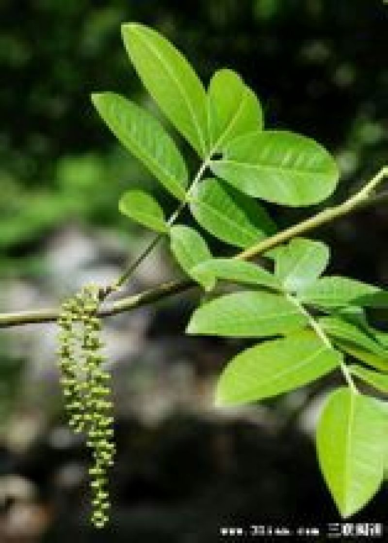 青钱柳茶一级