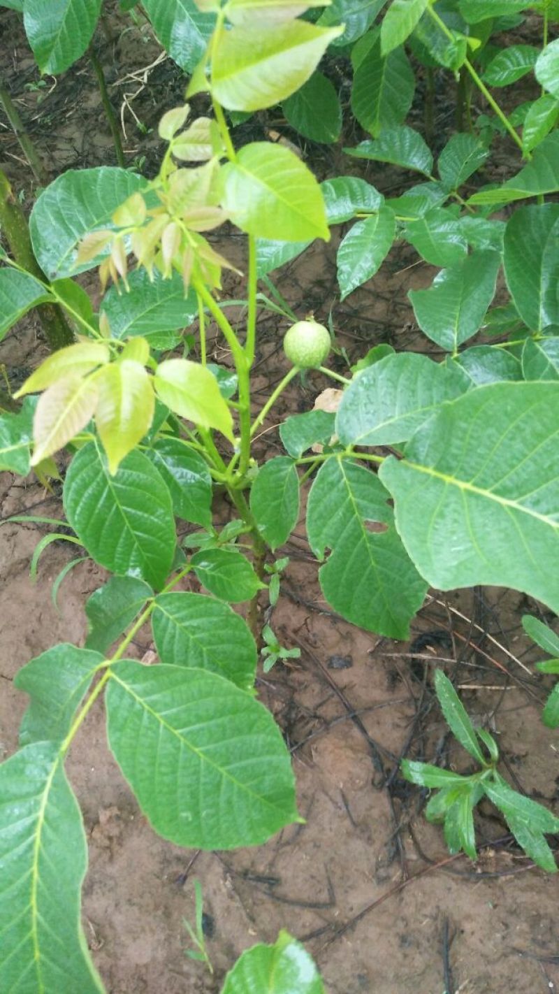 8518核桃苗香玲核桃苗，文玩核桃苗提供技术