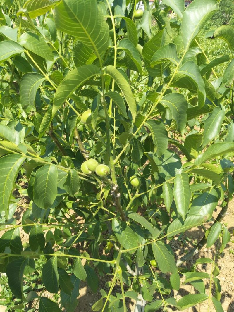 8518核桃苗香玲核桃苗，文玩核桃苗提供技术