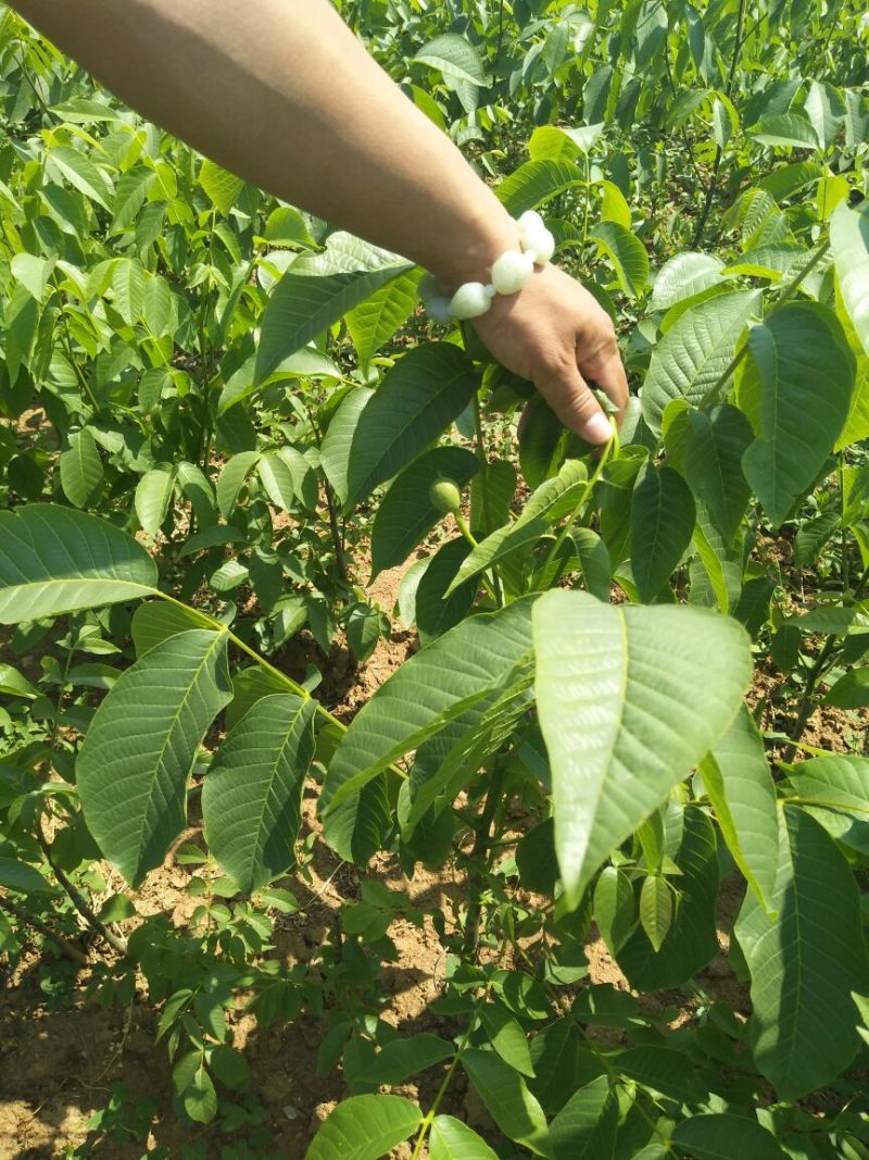 8518核桃苗香玲核桃苗，文玩核桃苗提供技术