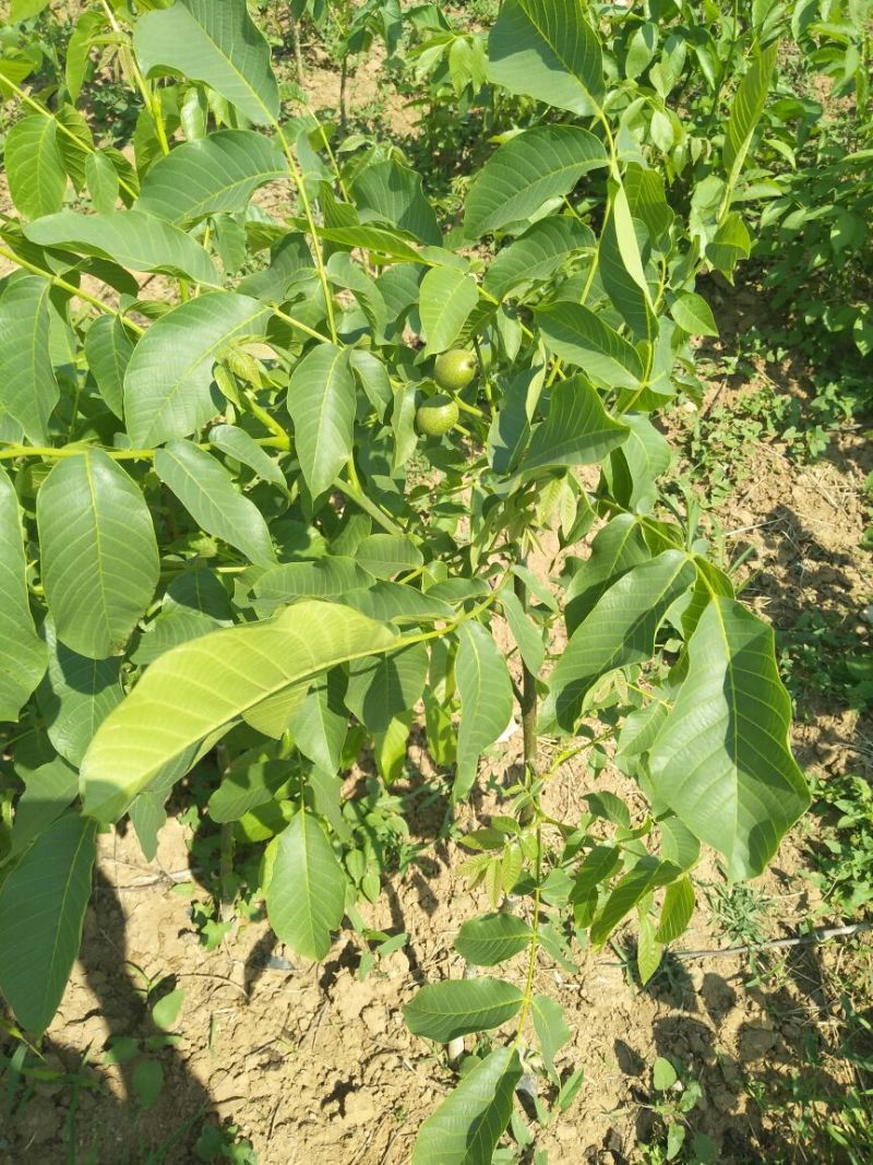 8518核桃苗香玲核桃苗，文玩核桃苗提供技术