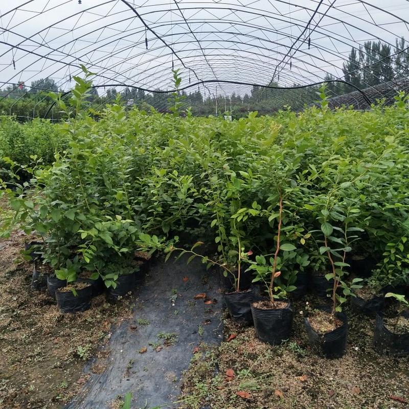 蓝莓苗，蓝金蓝莓苗，薄雾，钱德勒，北陆保证品种保证质量