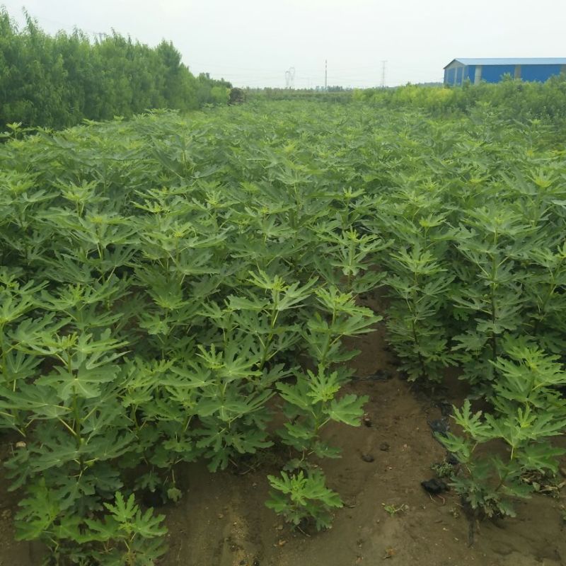 无花果苗，波姬红，青皮，金敖芬，布兰瑞克