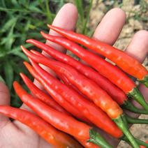 小米椒5~10厘米特辣特红大量供应全国发货