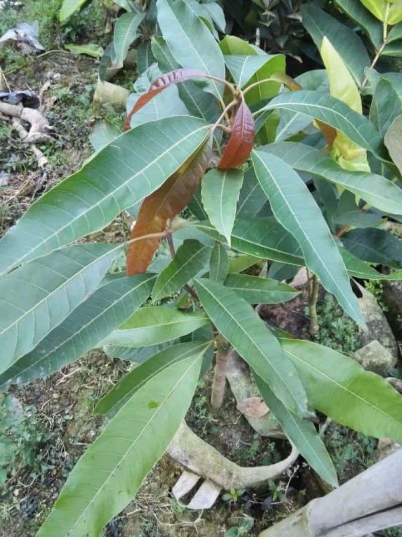 金煌芒树苗1m以下