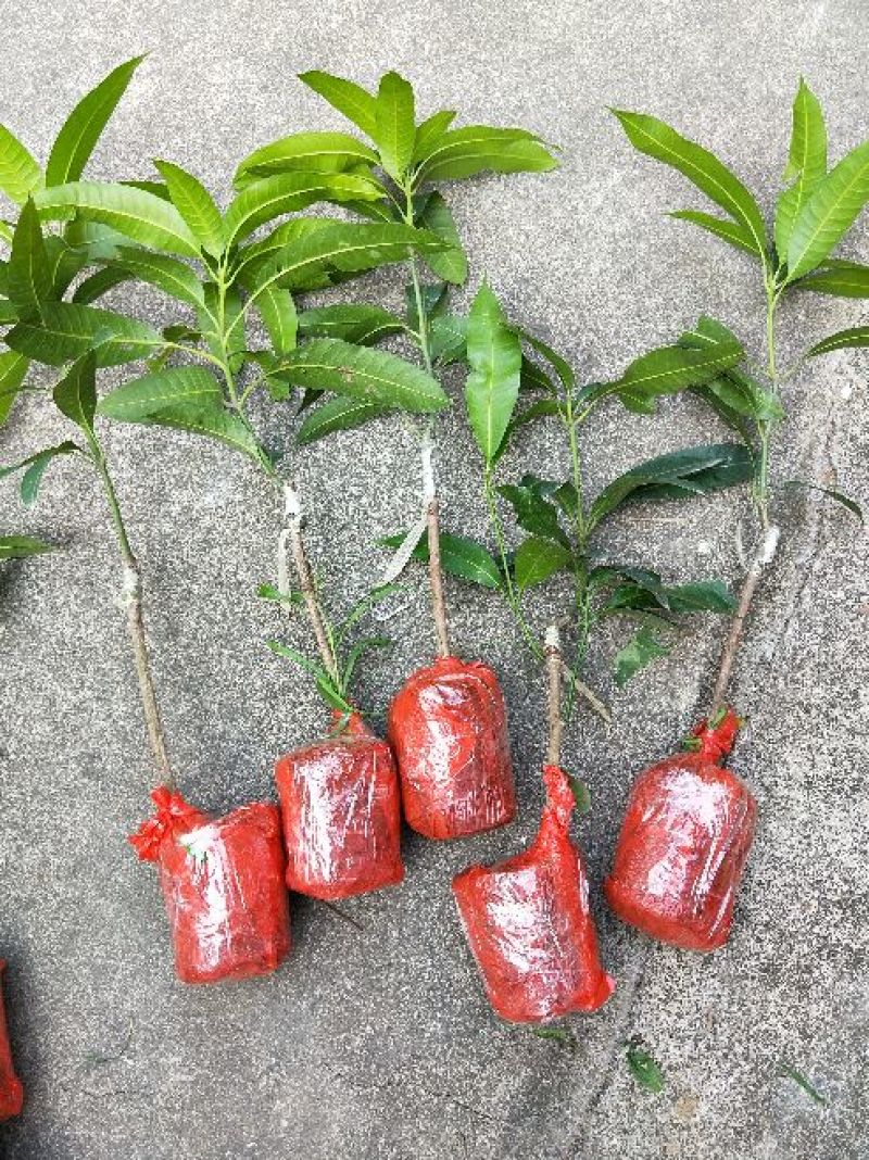 金煌芒树苗1m以下