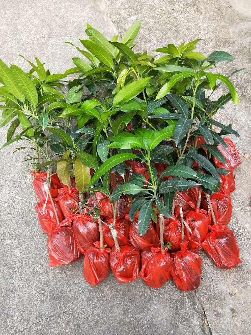 金煌芒树苗1m以下