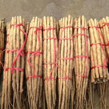 小白嘴白山药2~3厘米一级40~50厘米