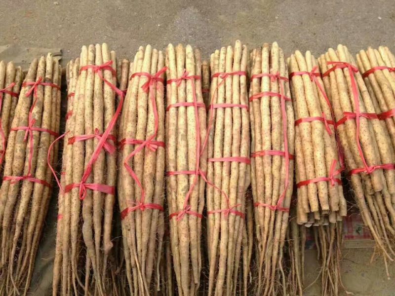 小白嘴白山药2~3厘米一级40~50厘米
