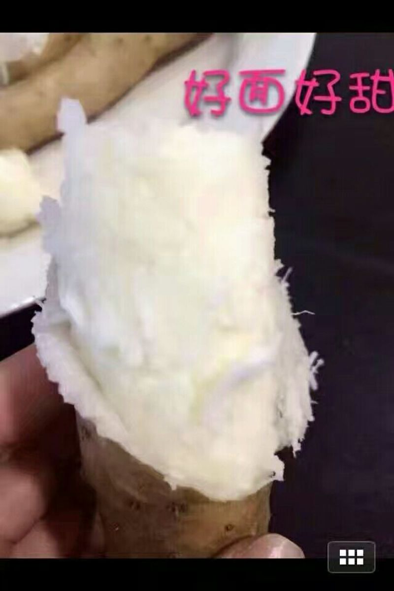 小白嘴白山药2~3厘米一级40~50厘米