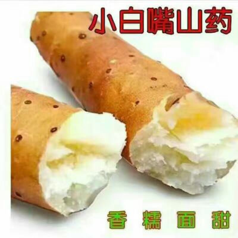 小白嘴白山药2~3厘米一级40~50厘米