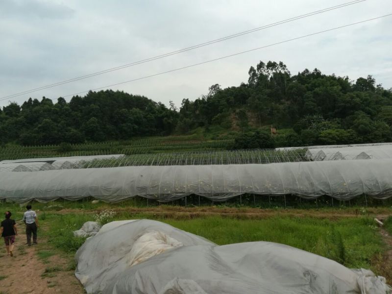 立杆空心菜泸州空心菜种苗水田空心菜苗