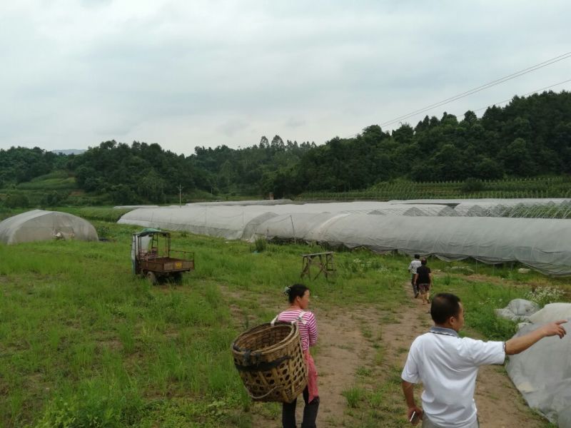 立杆空心菜泸州空心菜种苗水田空心菜苗