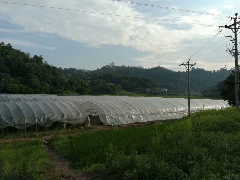 立杆空心菜泸州空心菜种苗水田空心菜苗