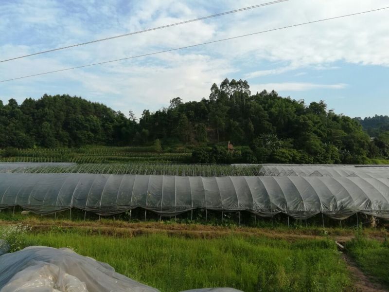 立杆空心菜泸州空心菜种苗水田空心菜苗