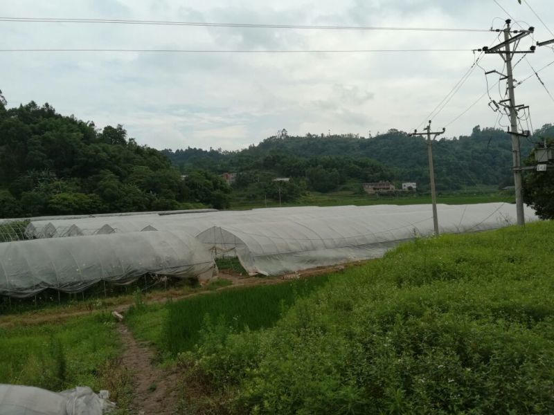 立杆空心菜泸州空心菜种苗水田空心菜苗