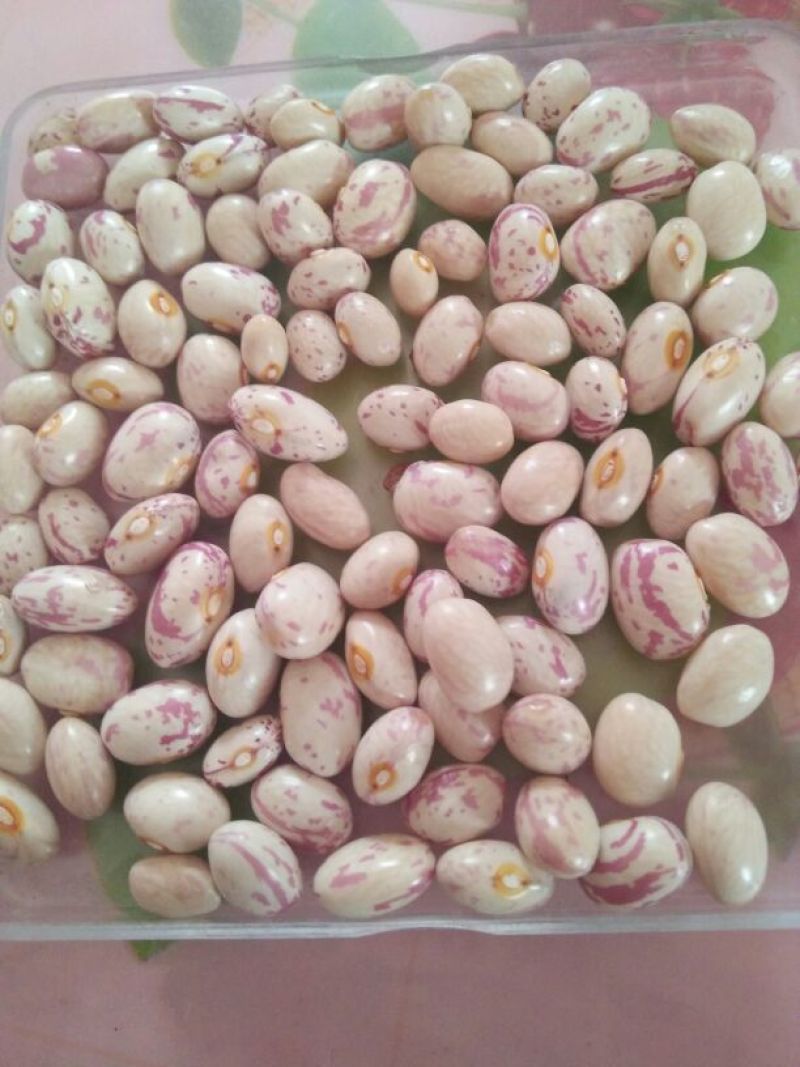 高雄6号红豆袋装