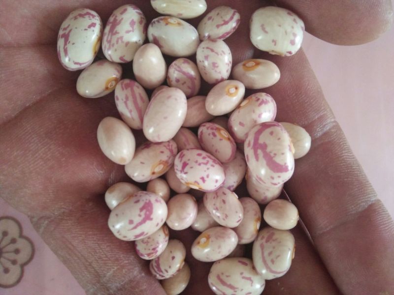 高雄6号红豆袋装