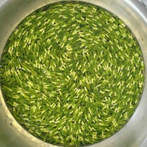 整棵干莲心茶药用莲子心绿出好品质