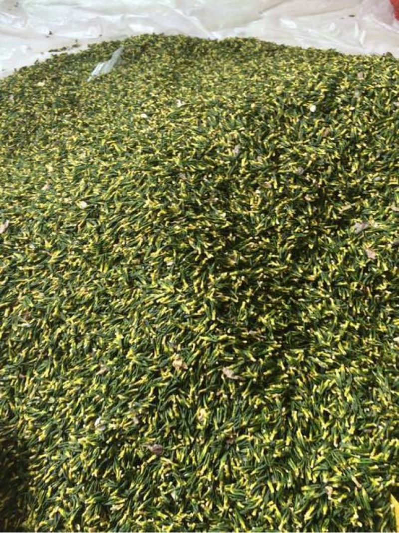 整棵干莲心茶药用莲子心绿出好品质