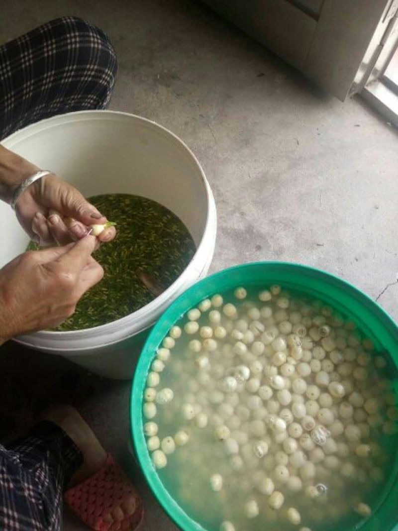 整棵干莲心茶药用莲子心绿出好品质