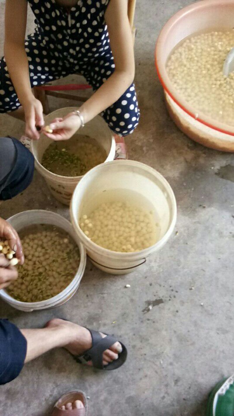 整棵干莲心茶药用莲子心绿出好品质