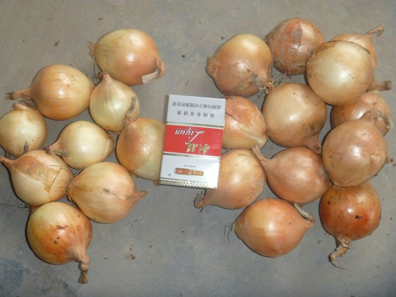 黄皮洋葱8厘米以上