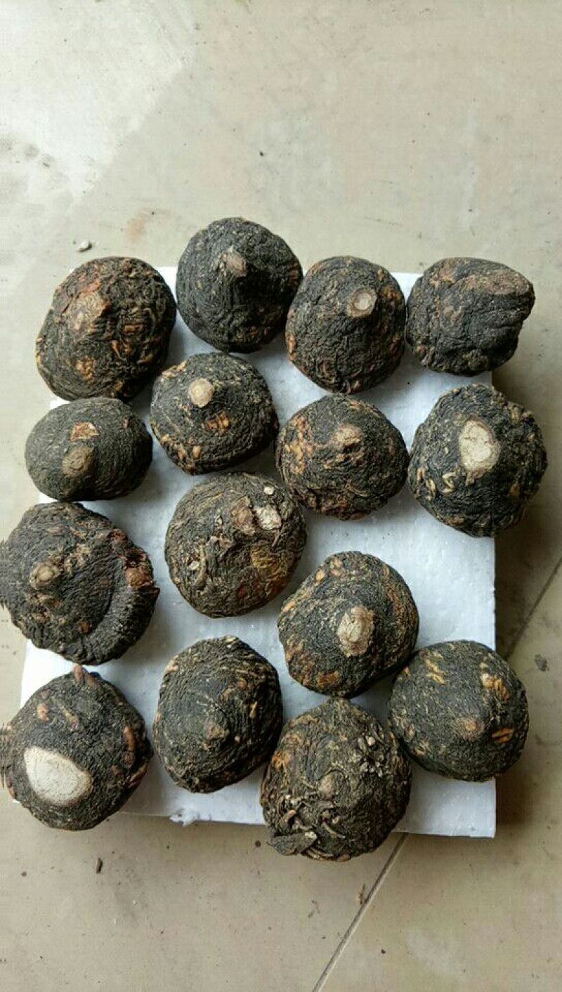 黑玛卡黑色
