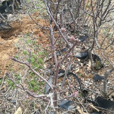 苹果树盆景高度50~80cm树形好根系发达