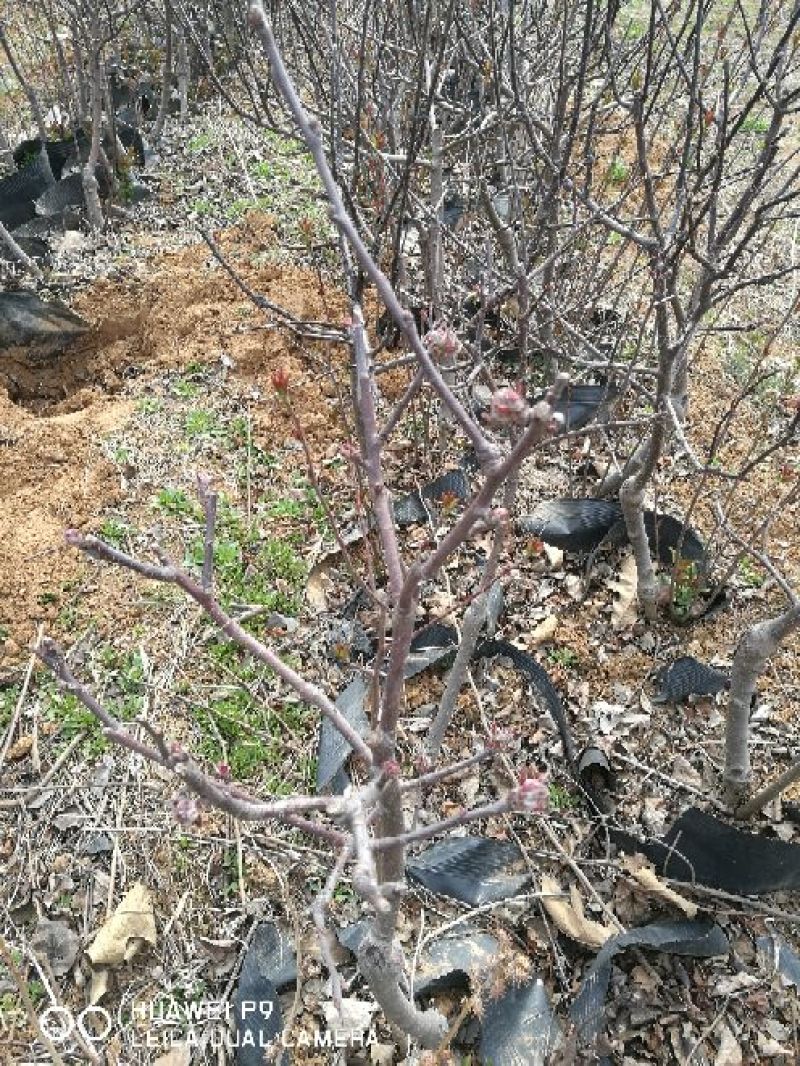 苹果树盆景高度50~80cm树形好根系发达