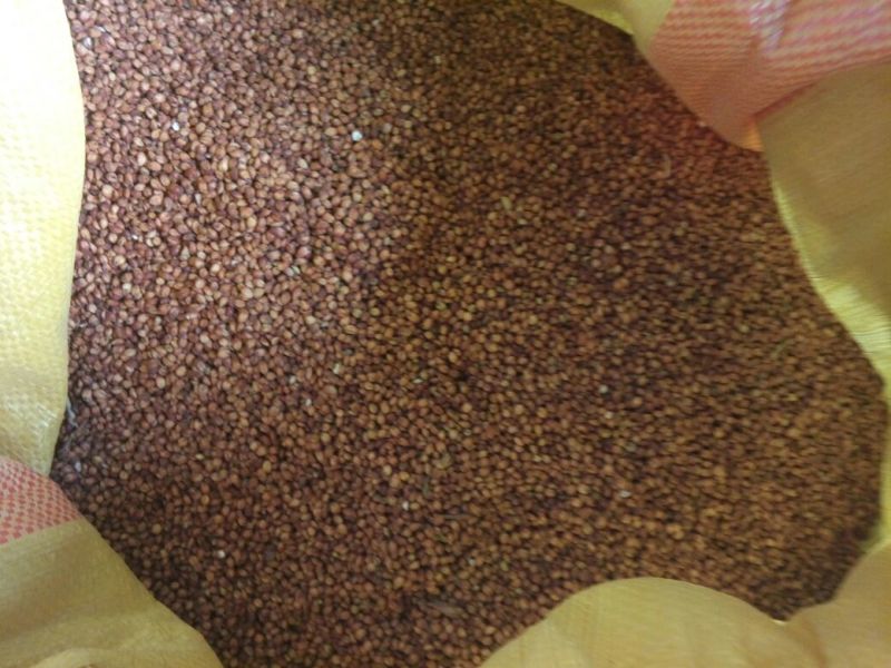红高粱糯性食用高粱