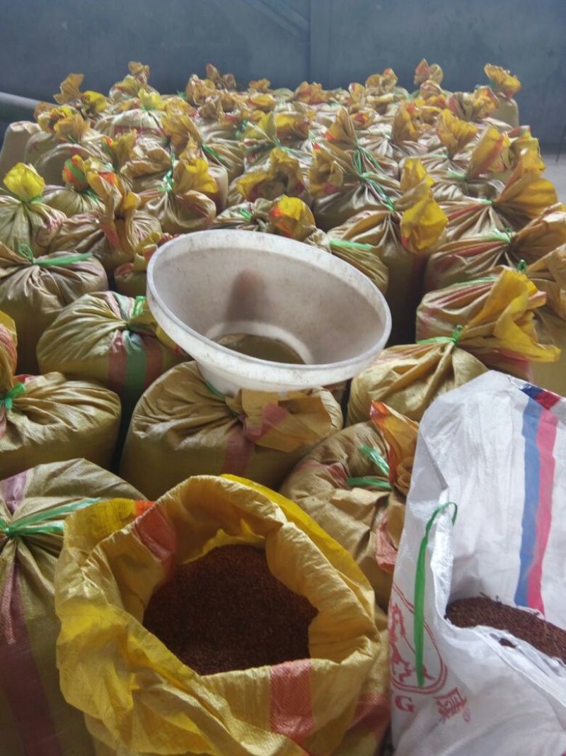 红高粱糯性食用高粱