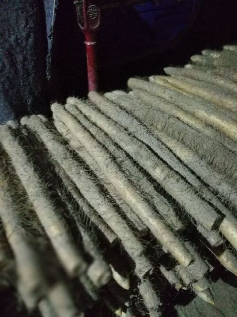 九斤黄山药一级
