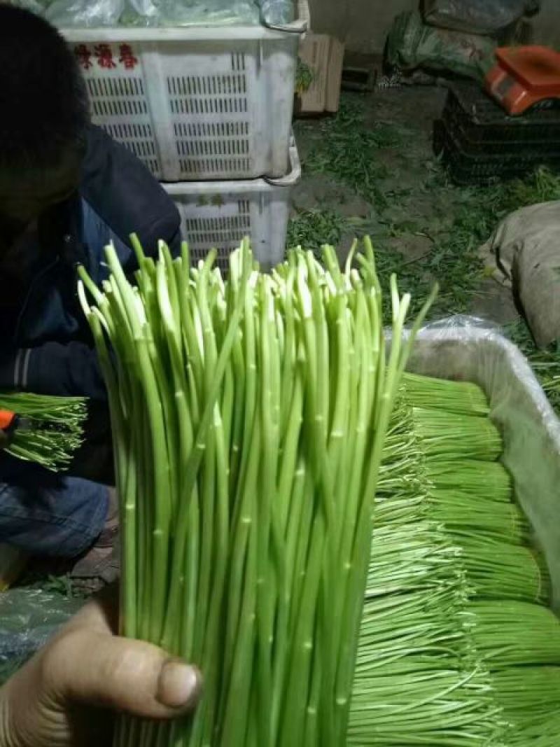 芦篙