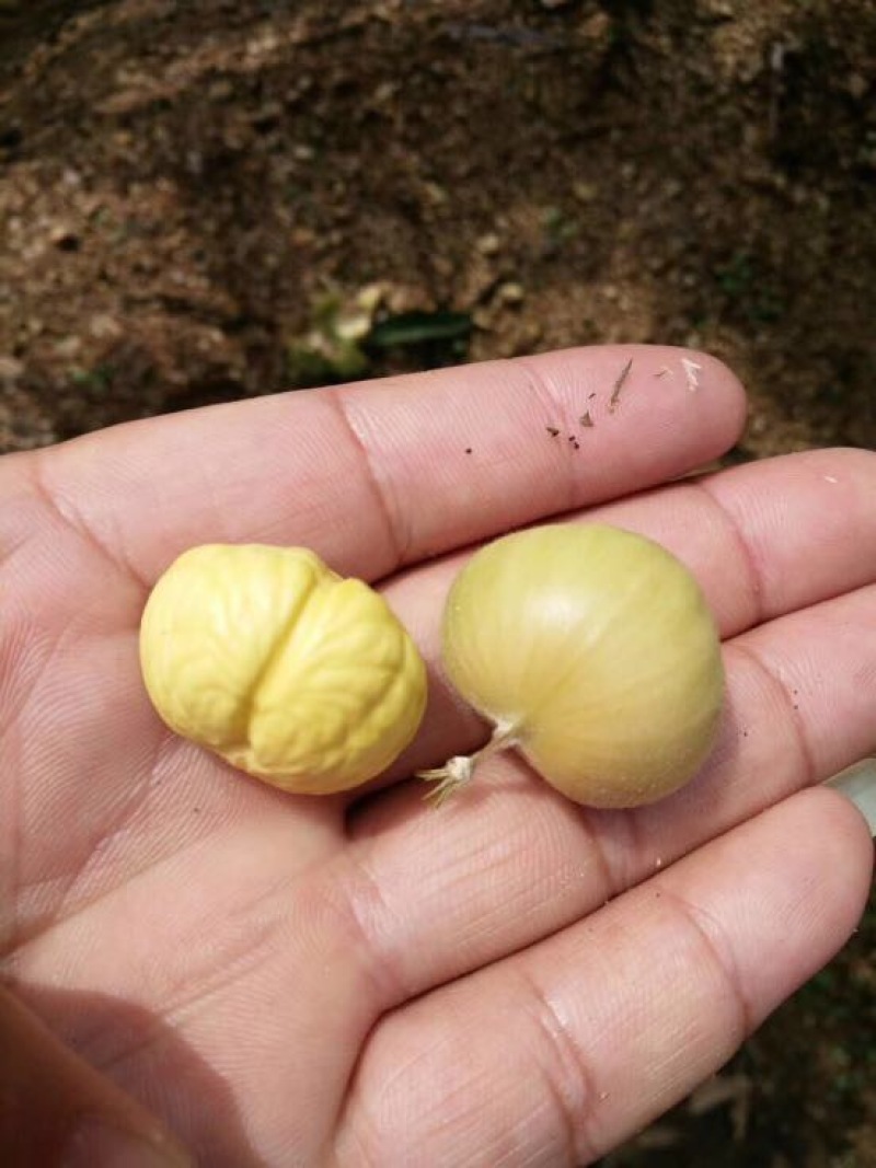 板栗炒栗种大标