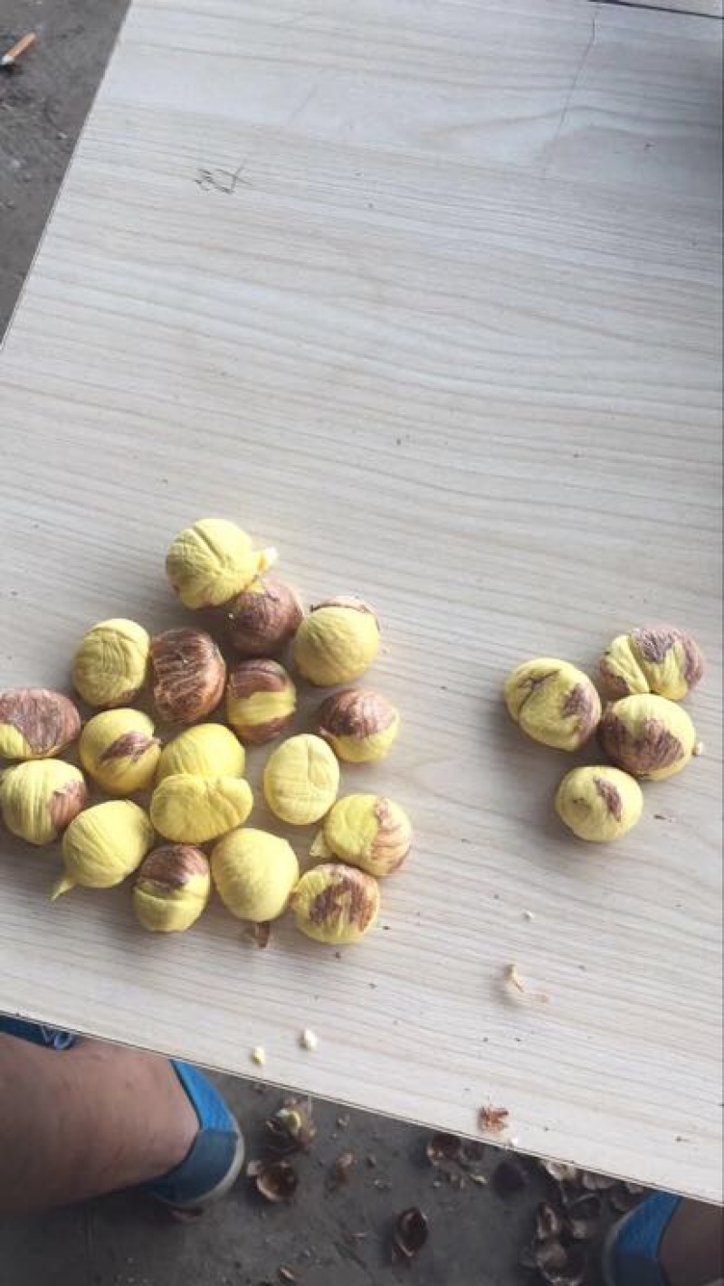 板栗炒栗种大标
