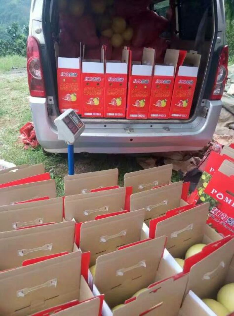 琯溪蜜柚白肉蜜柚本家种植