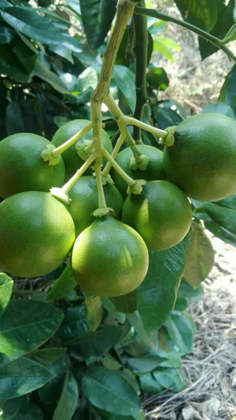 琯溪蜜柚白肉蜜柚本家种植