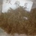 荷叶玫瑰花