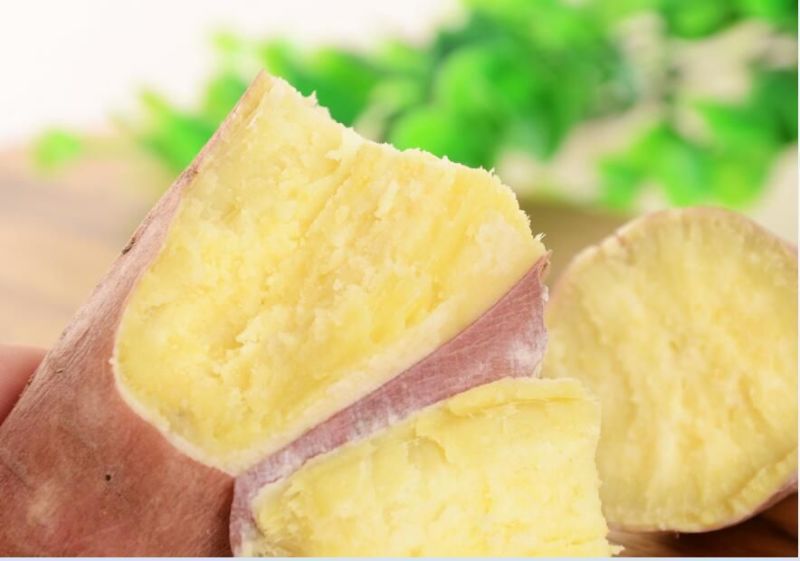 秦薯四号3两以上商品薯白心