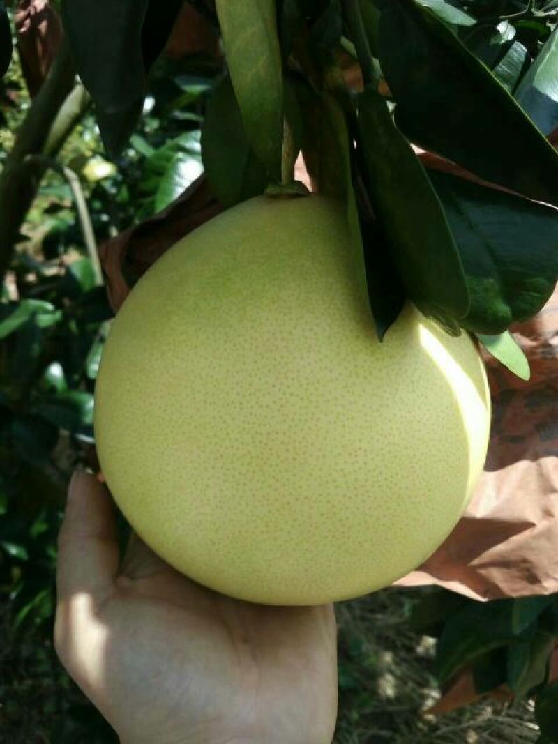 琯溪蜜柚白肉蜜柚本家种植