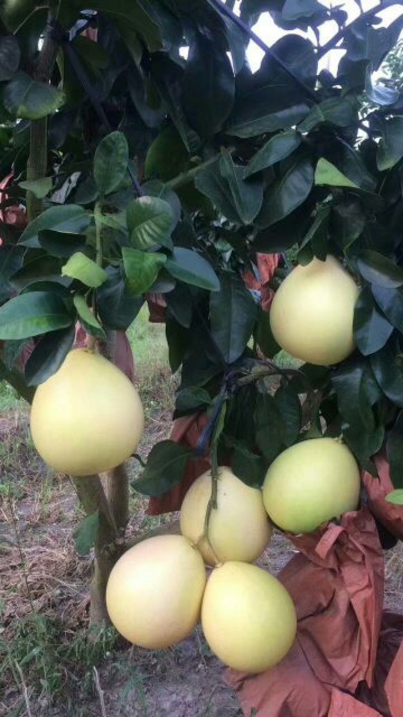 琯溪蜜柚白肉蜜柚本家种植