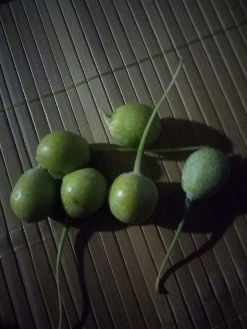 银杏果
