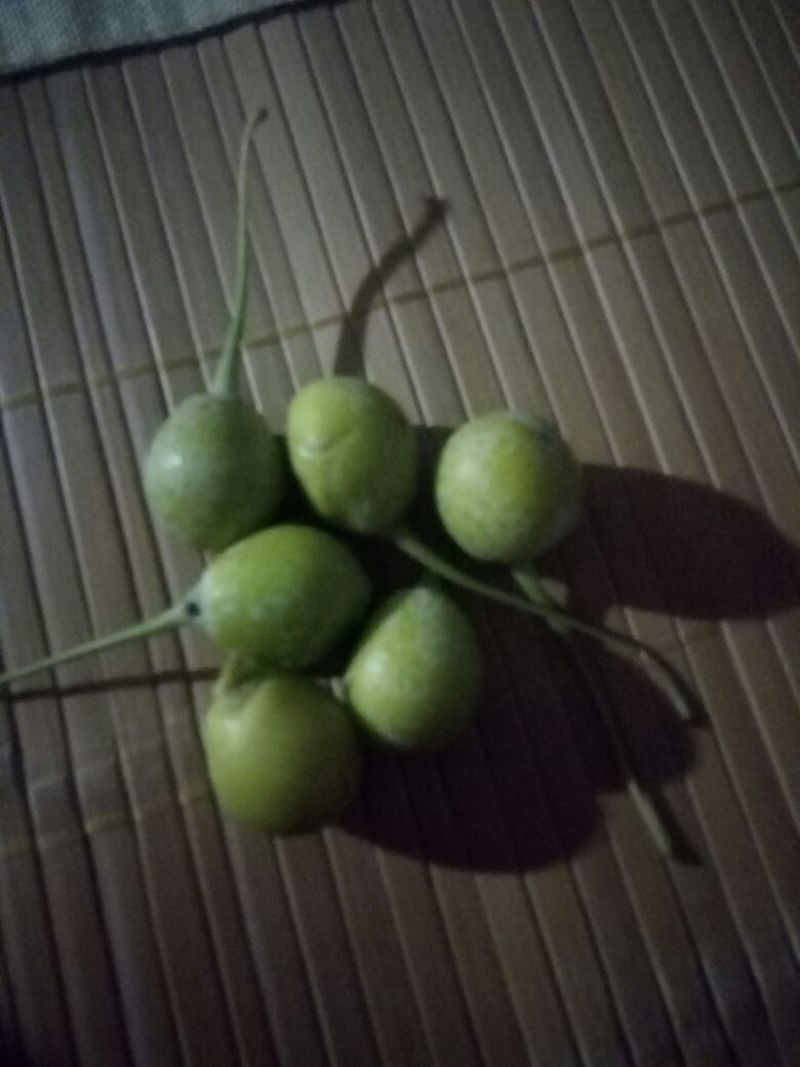 银杏果