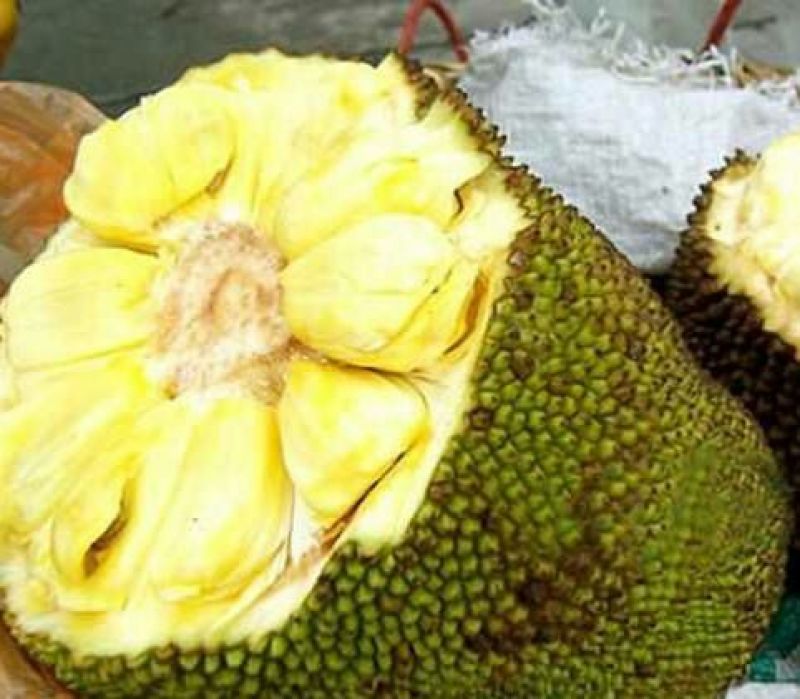 菠萝蜜15~20公斤特级大果要好货点这个链接