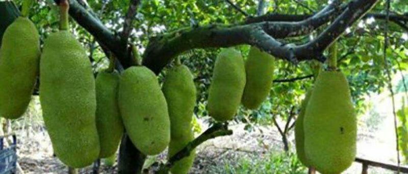 菠萝蜜15~20公斤特级大果要好货点这个链接